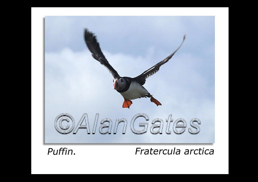 Puffin flight study